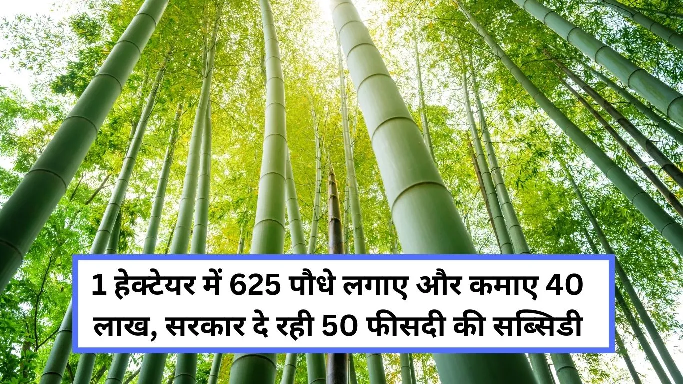 business idea you will earn 40 lakhs by planting 625 plants in one hectare land